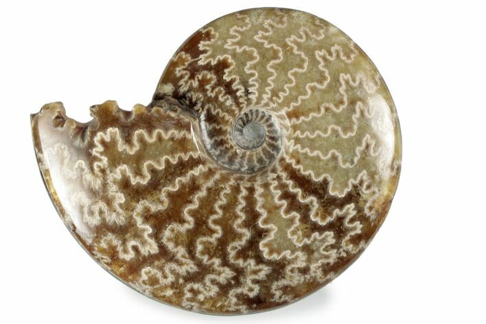 Polished Ammonite (Cleoniceras) Fossil - Madagascar #358461